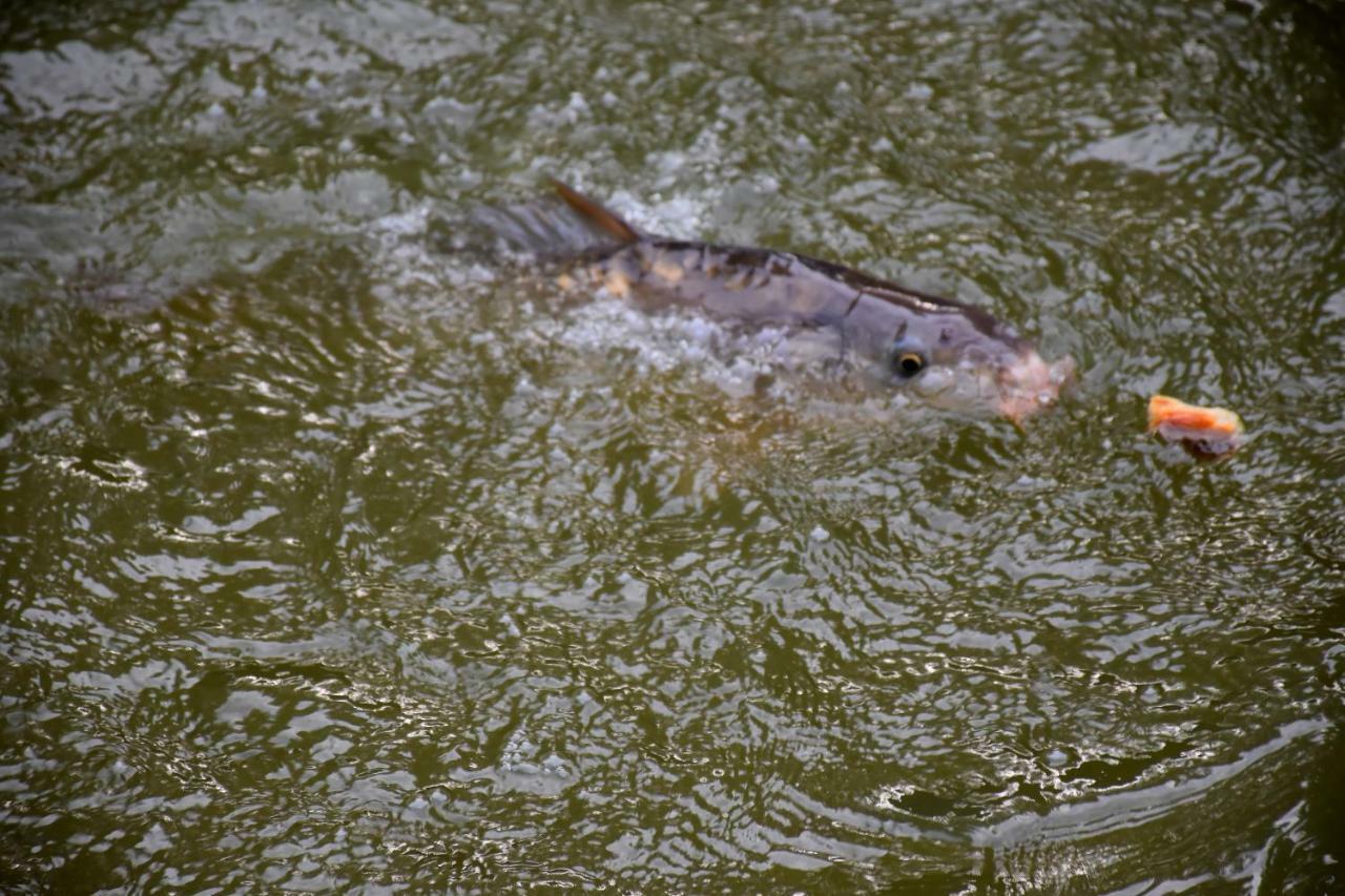 La Mare Aux Canards Cordieux Zewnętrze zdjęcie